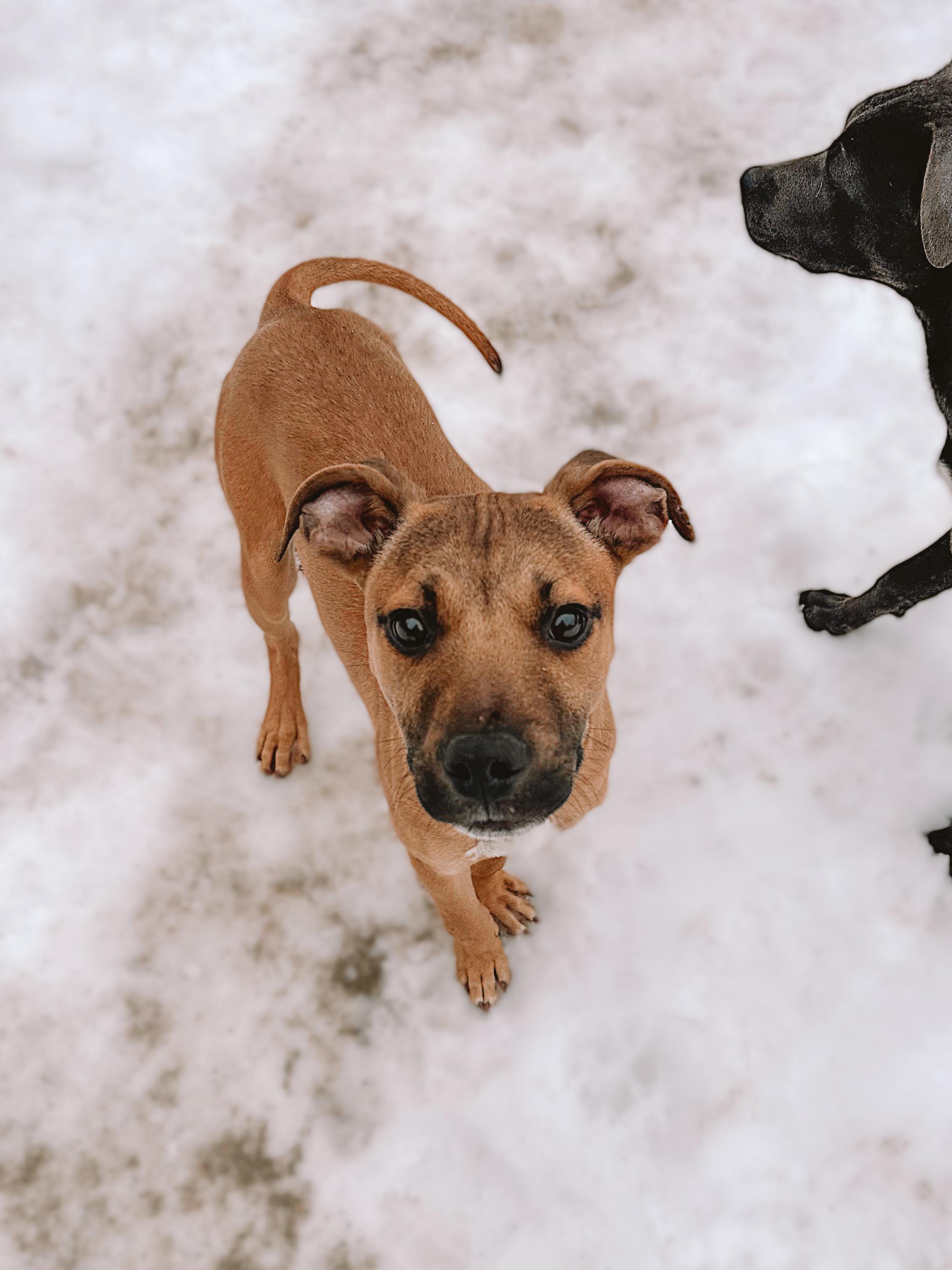 Enlarge Archie, a ADOPTABLE mixed breed in Sudbury, MA image 1/2
