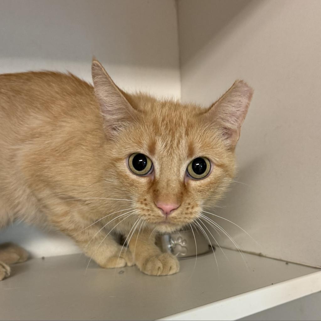 Baby FKA Pantaloons, Adoptable, Adult Female Domestic Short Hair.