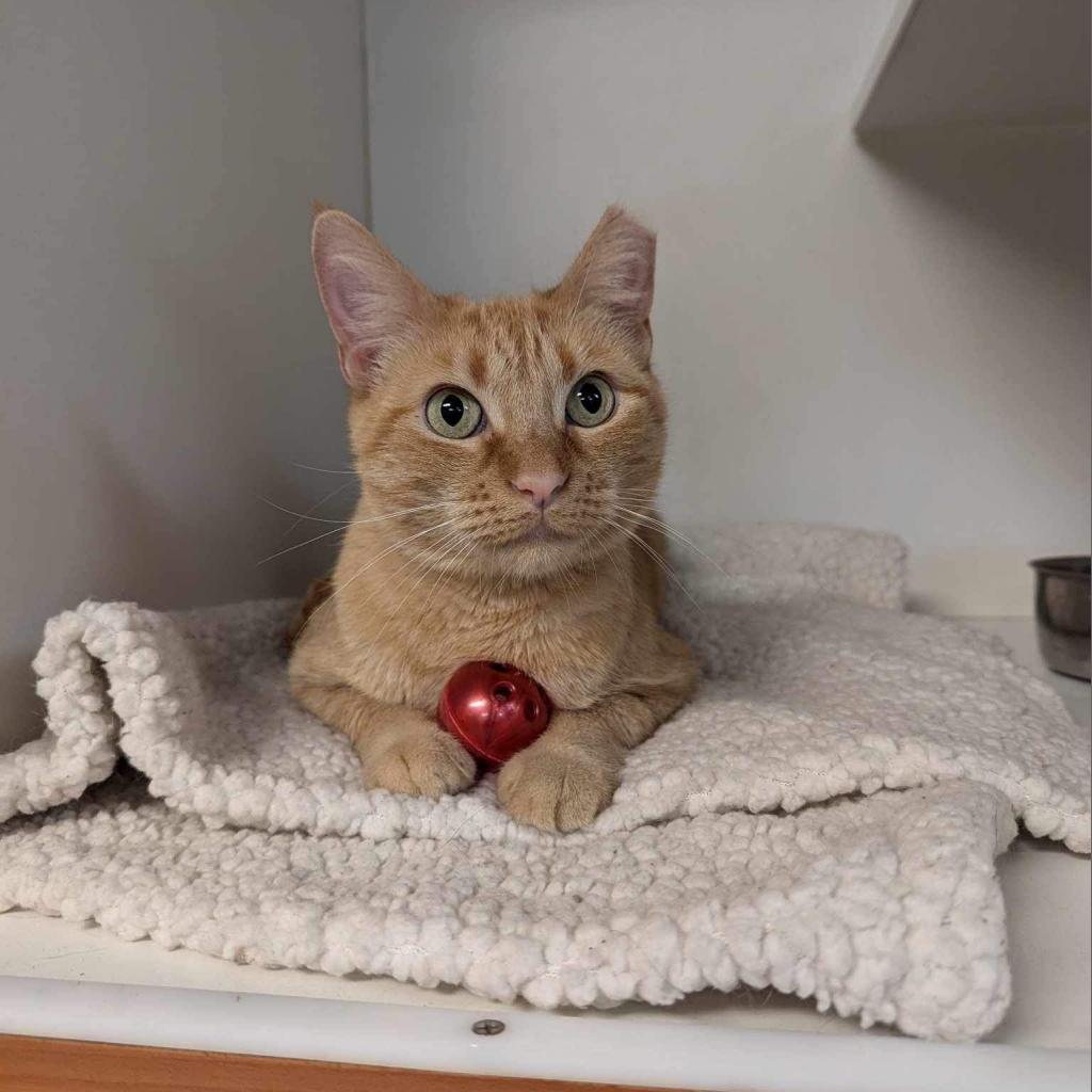 Baby FKA Pantaloons, a Adoptable Domestic Short Hair in Troy, IL image 2/4