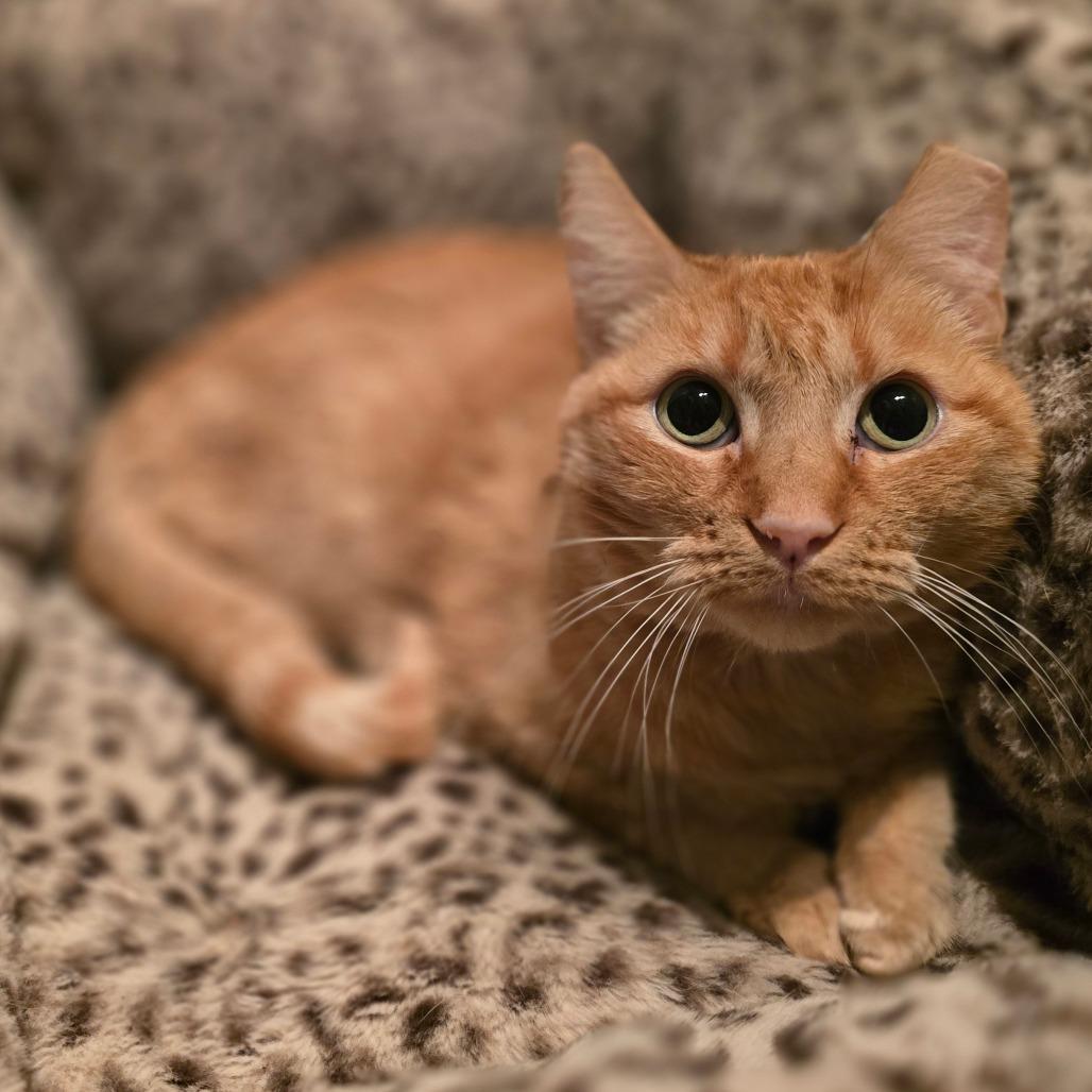 Baby FKA Pantaloons, a Adoptable Domestic Short Hair in Troy, IL image 3/4