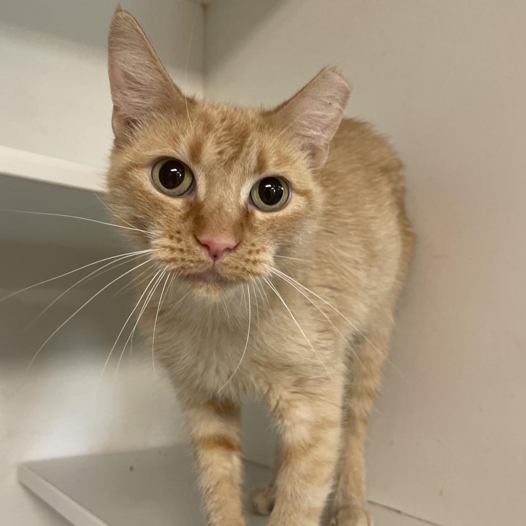 Baby FKA Pantaloons, a Adoptable Domestic Short Hair in Troy, IL image 4/4