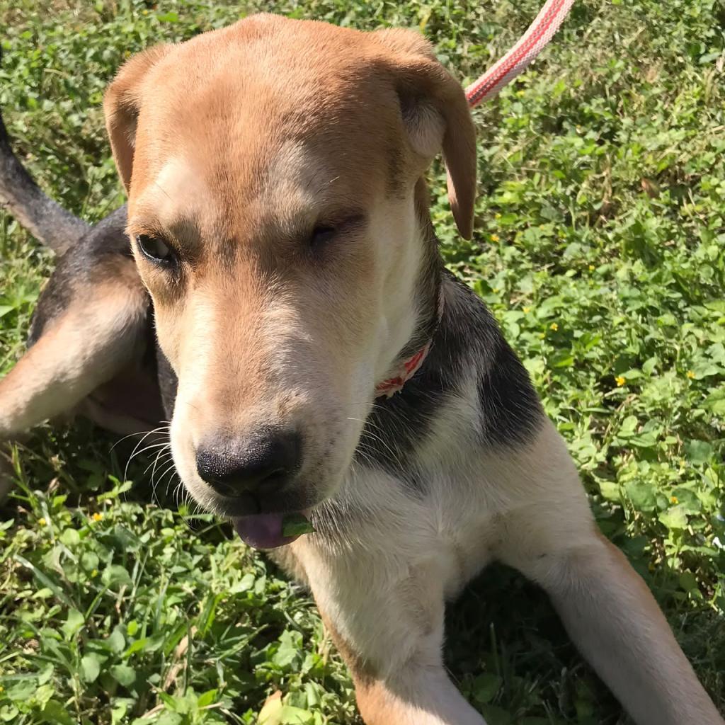 Blinky, a Adoptable mixed breed in Laredo, TX image 1/6