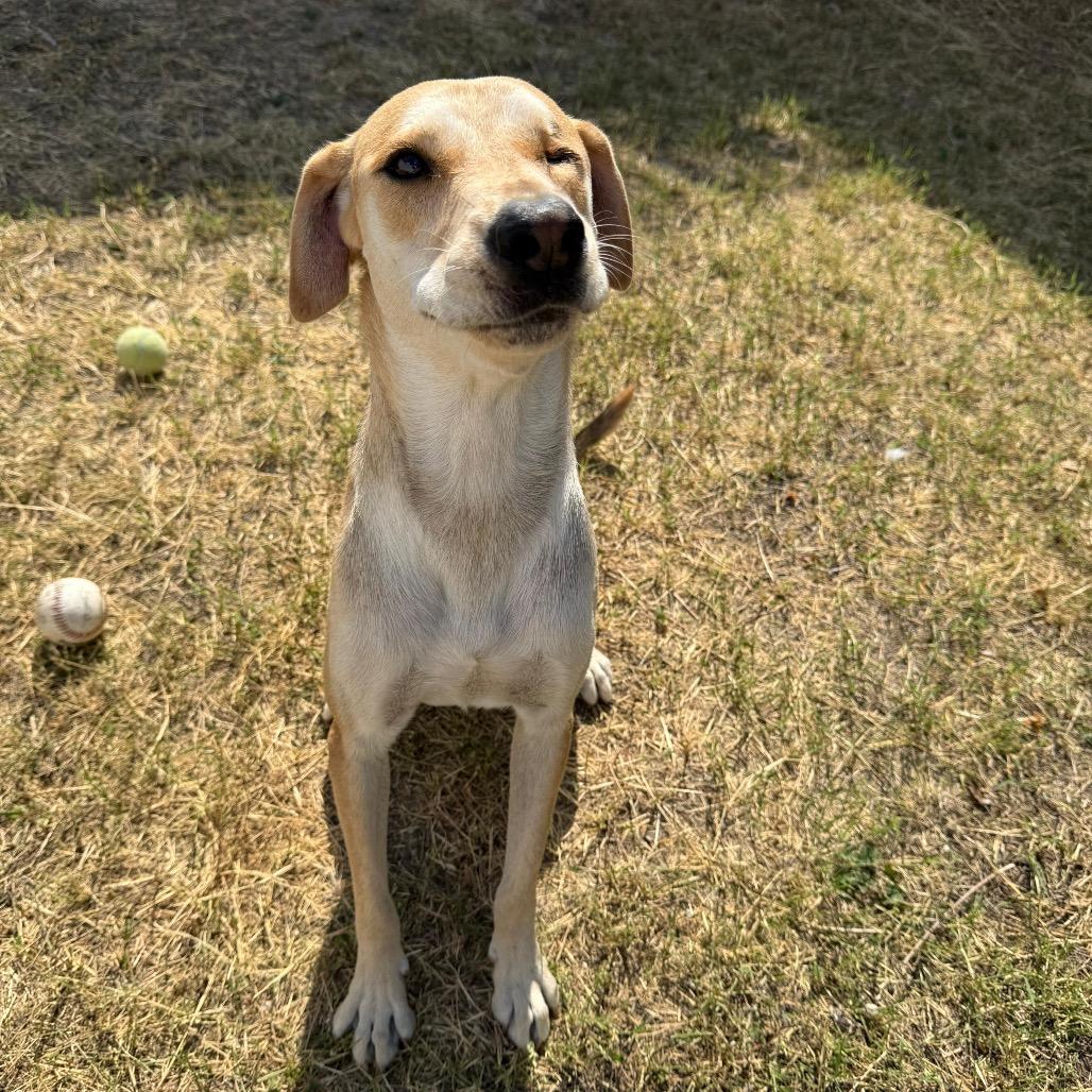 Blinky, a Adoptable mixed breed in Laredo, TX image 2/6