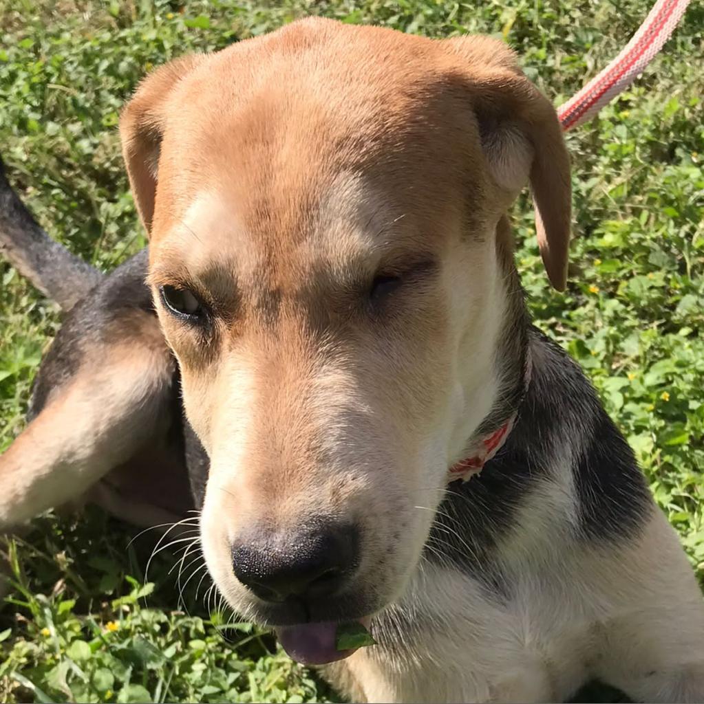 Blinky, Adoptable, Adult Female Black Labrador Retriever & Mixed Breed.