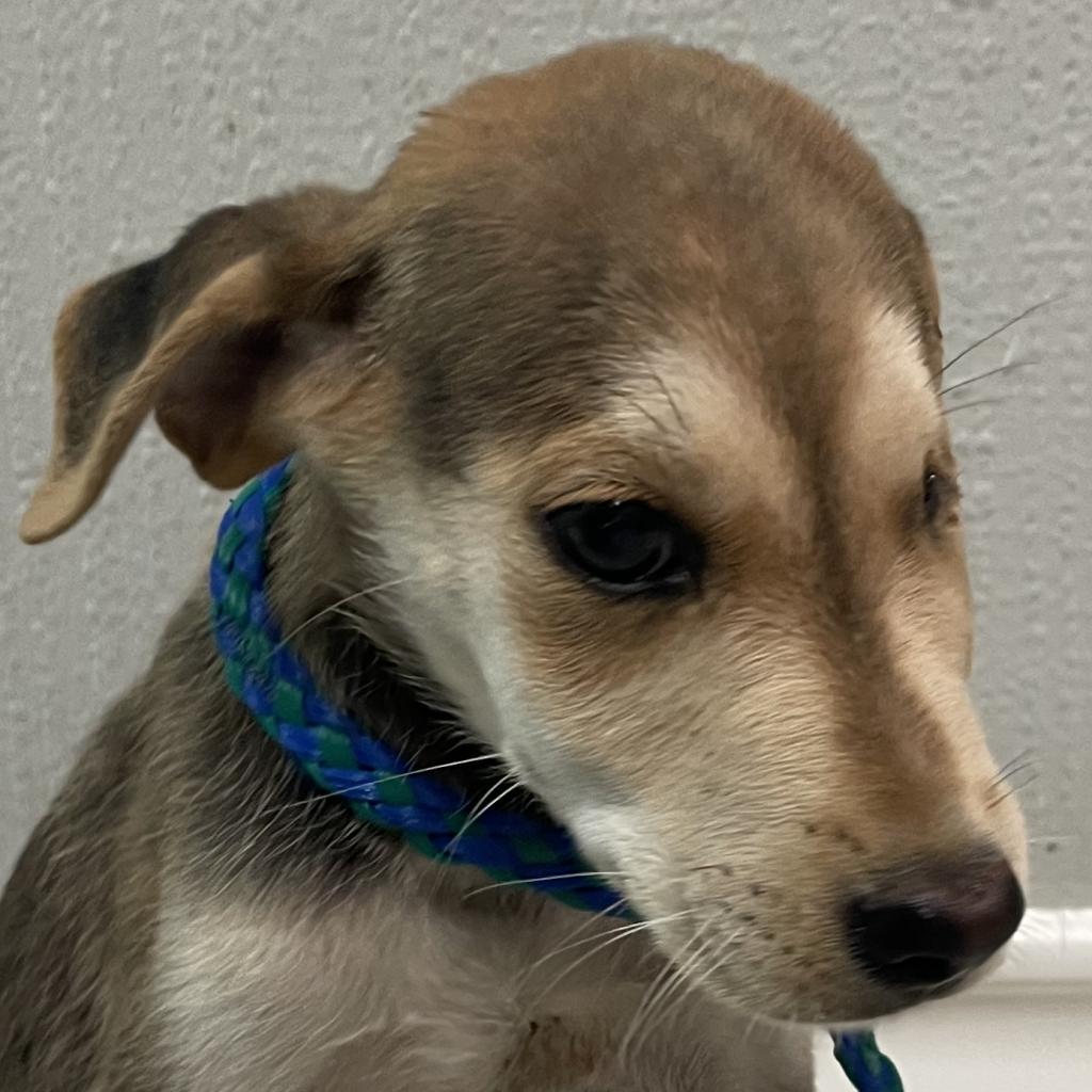 Blinky, a Adoptable mixed breed in Laredo, TX image 3/6