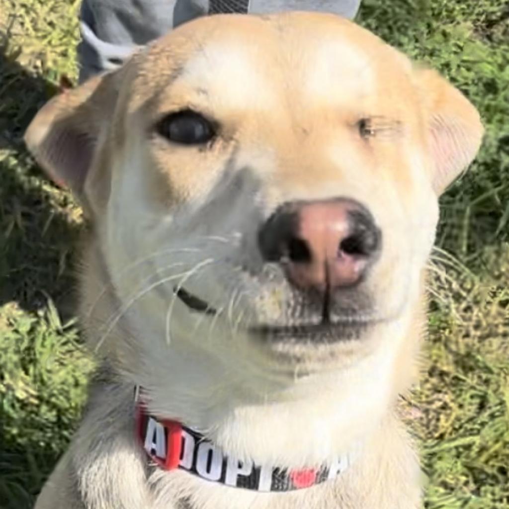 Enlarge Blinky, a Adoptable mixed breed in Laredo, TX image 4/6