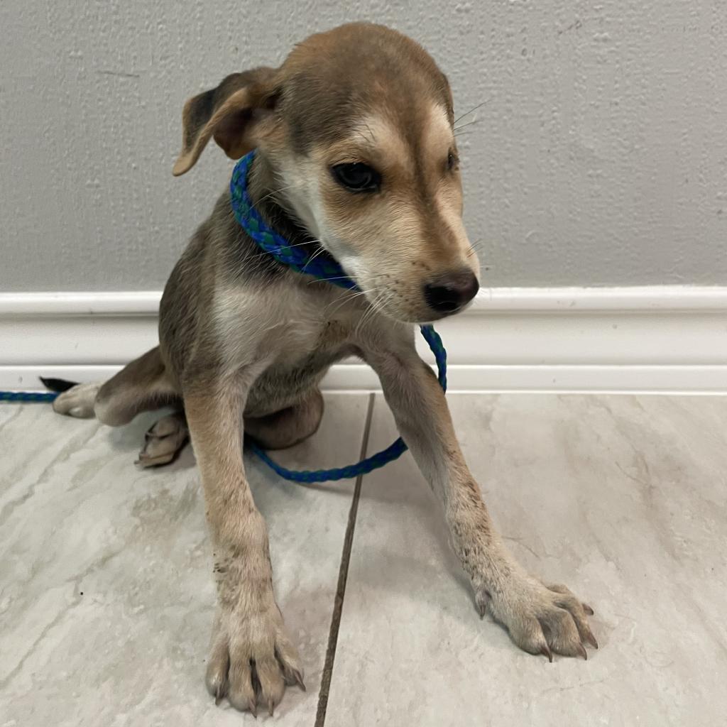 Enlarge Blinky, a Adoptable mixed breed in Laredo, TX image 6/6