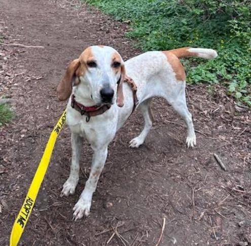 Starlight, Adoptable, Adult Female Hound & Mixed Breed.