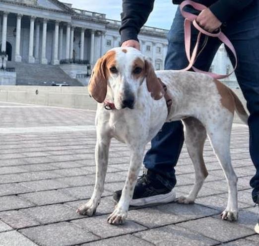 Enlarge Starlight, a Adoptable mixed breed in Washington DC, DC image 5/6