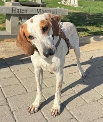Enlarge Starlight, a Adoptable mixed breed in Washington DC, DC image 6/6