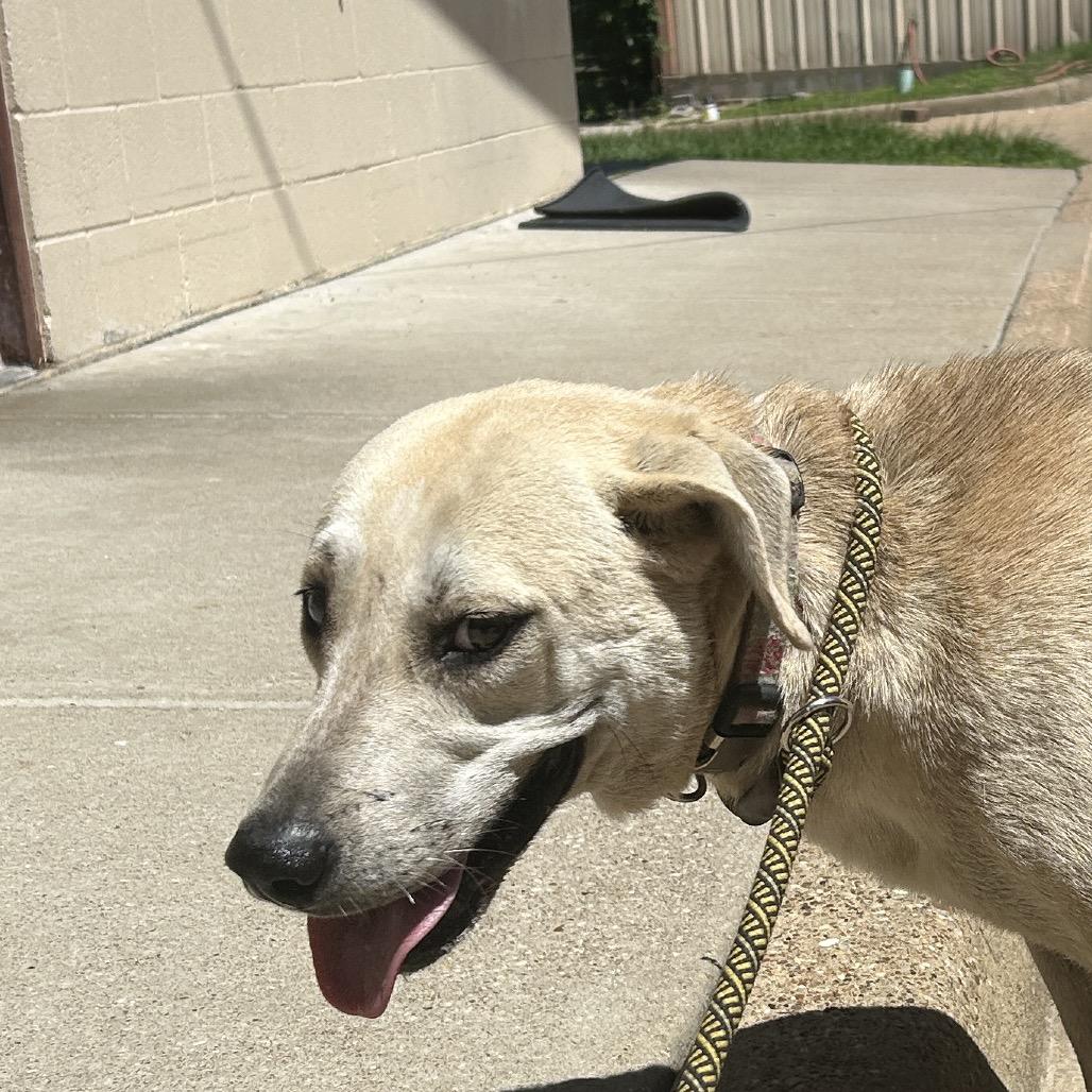 Enlarge Sophia, a Adoptable Labrador Retriever in Lufkin, TX image 1/1