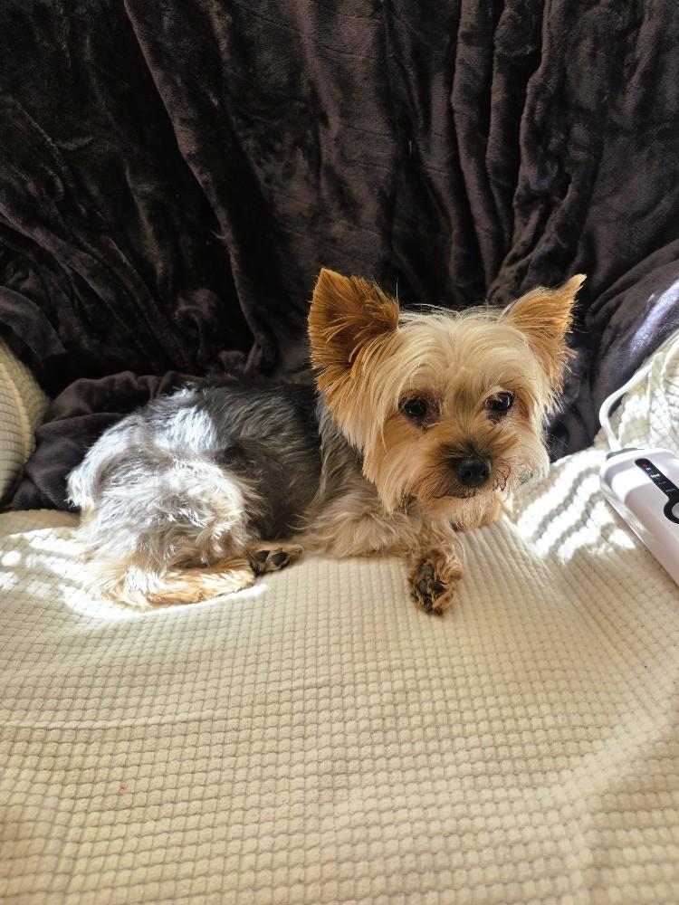 Enlarge Candy, a Adopted Yorkshire Terrier in Salt Lake City, UT image 3/6