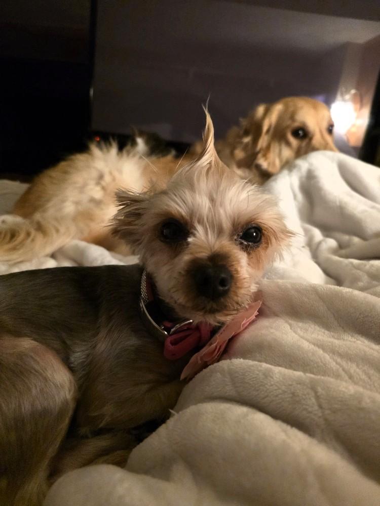 Enlarge Candy, a Adopted Yorkshire Terrier in Salt Lake City, UT image 6/6