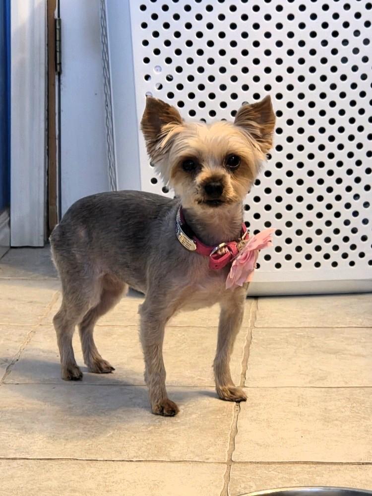 Enlarge Candy, a Adopted Yorkshire Terrier in Salt Lake City, UT image 2/6