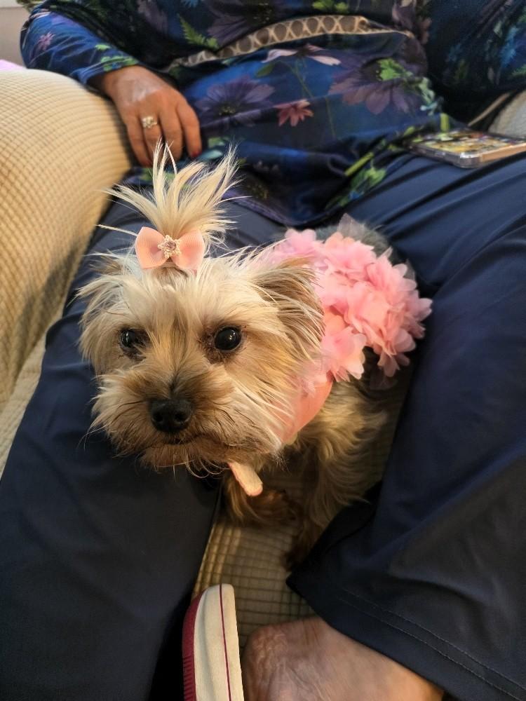 Enlarge Candy, a Adopted Yorkshire Terrier in Salt Lake City, UT image 5/6