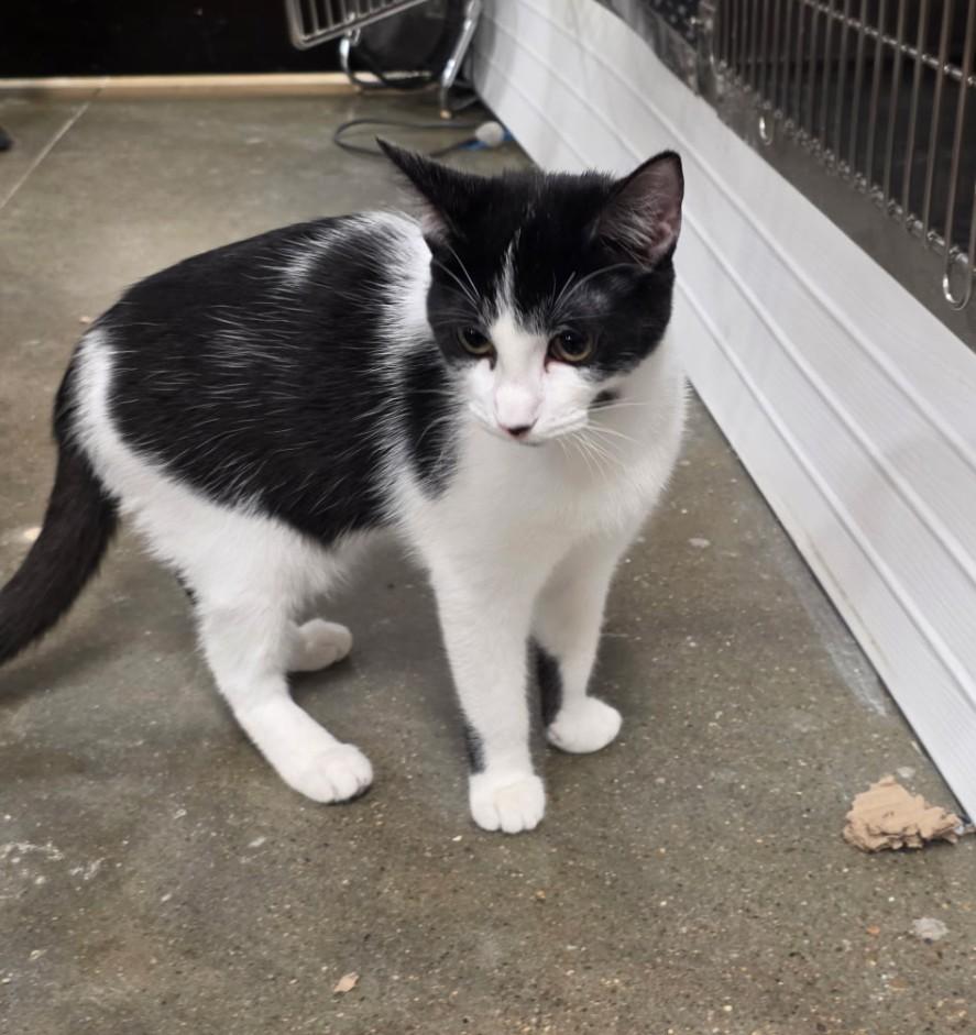 Enlarge Cash - friendly & playful, a Adoptable Domestic Short Hair image 1/1