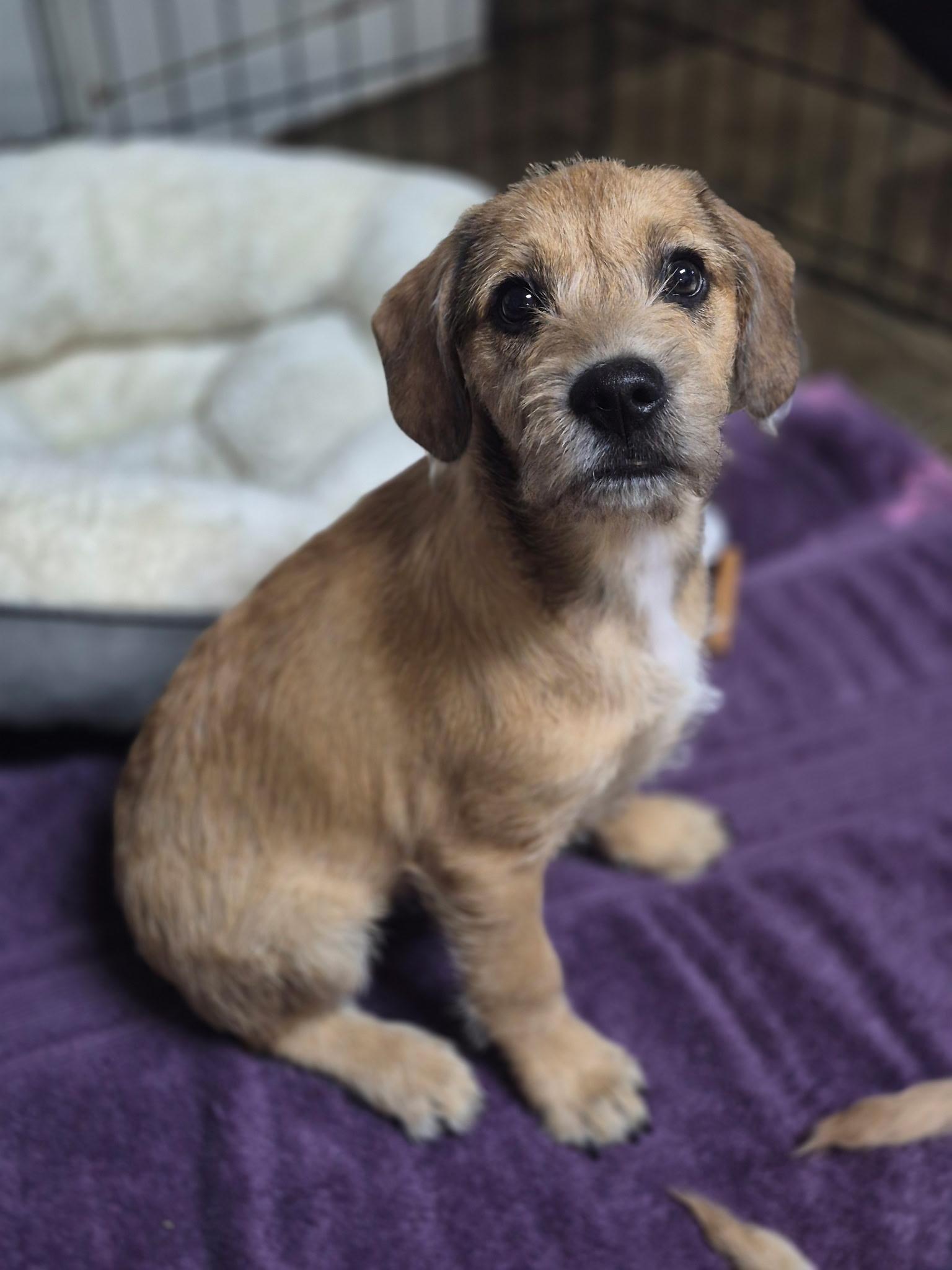 Enlarge Beau, a ADOPTABLE mixed breed in Los Angeles, CA image 2/3
