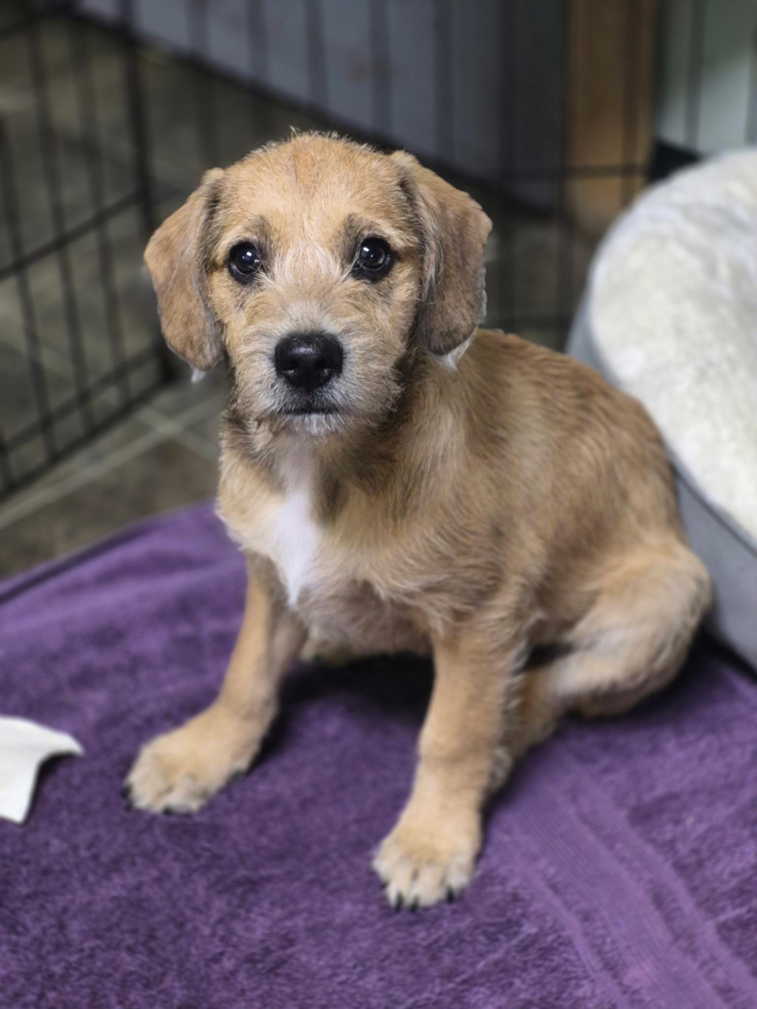 Enlarge Beau, a ADOPTABLE mixed breed in Los Angeles, CA image 1/3