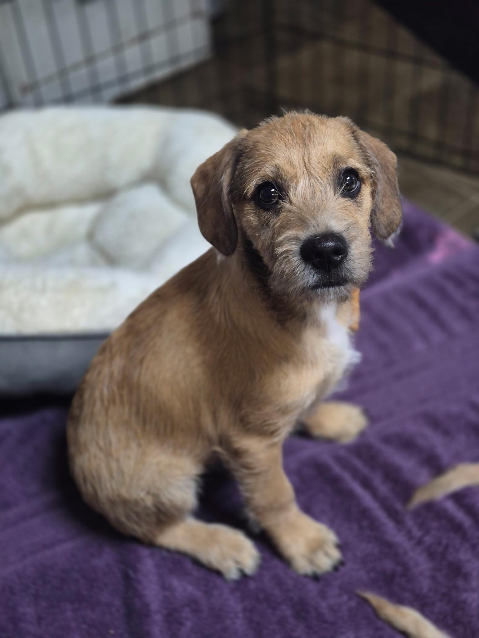 Enlarge Beau, a ADOPTABLE mixed breed in Los Angeles, CA image 3/3