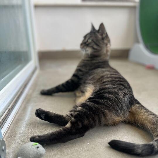 Mystery, Adoptable, Adult Female Domestic Short Hair.