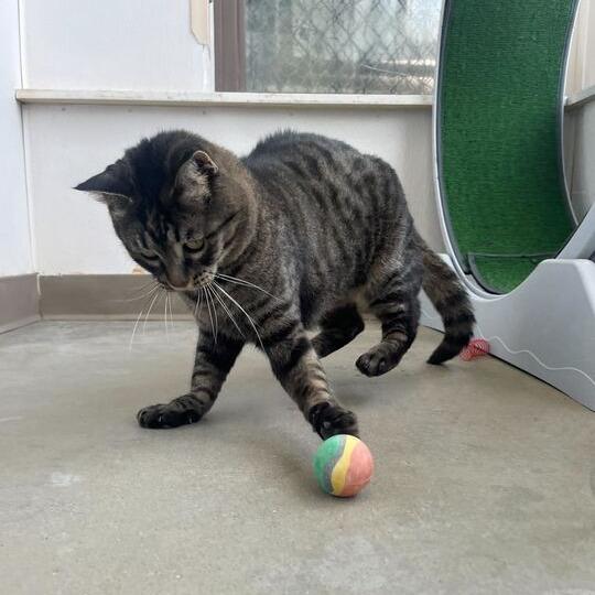 Mystery, a Adoptable Domestic Short Hair in Owosso, MI image 2/6