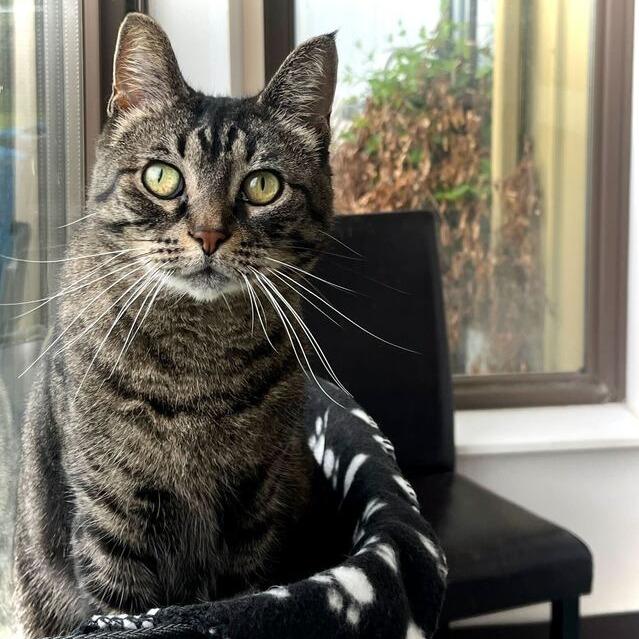 Mystery, a Adoptable Domestic Short Hair in Owosso, MI image 3/6