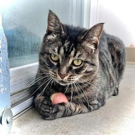 Enlarge Mystery, a Adoptable Domestic Short Hair in Owosso, MI image 3/6