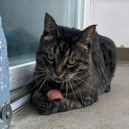 Mystery, a Adoptable Domestic Short Hair in Owosso, MI image 4/6