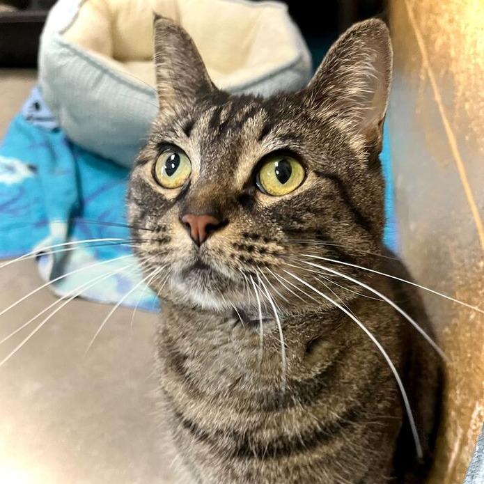 Mystery, a Adoptable Domestic Short Hair in Owosso, MI image 5/6