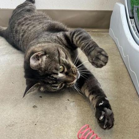 Mystery, a Adoptable Domestic Short Hair in Owosso, MI image 6/6