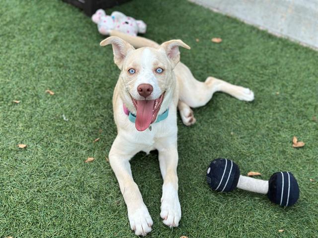 JULIE, Adoptable, Puppy Female Siberian Husky & Mixed Breed.