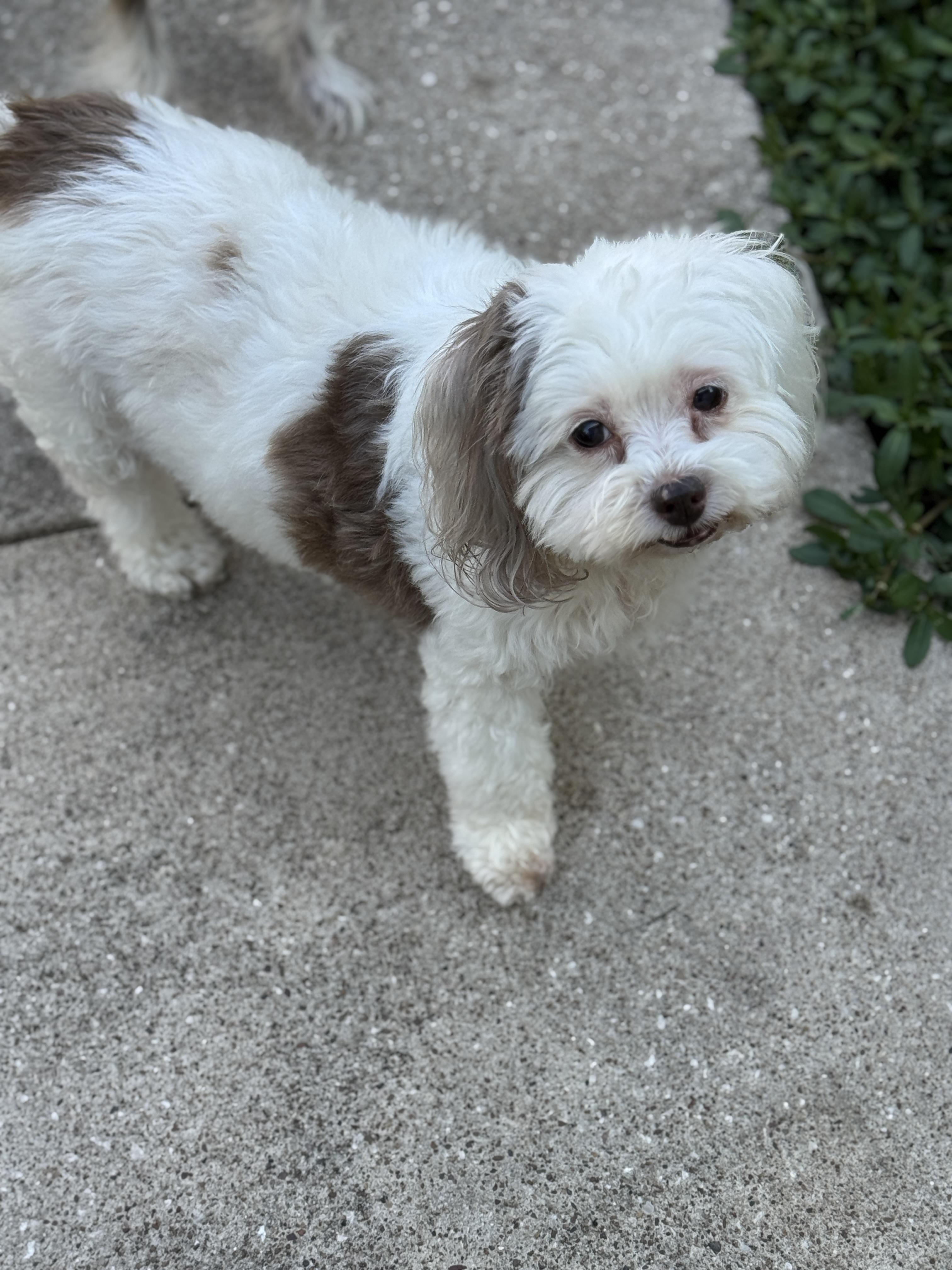 Enlarge Becca Grace, a Adopted mixed breed in Houston, TX image 4/5