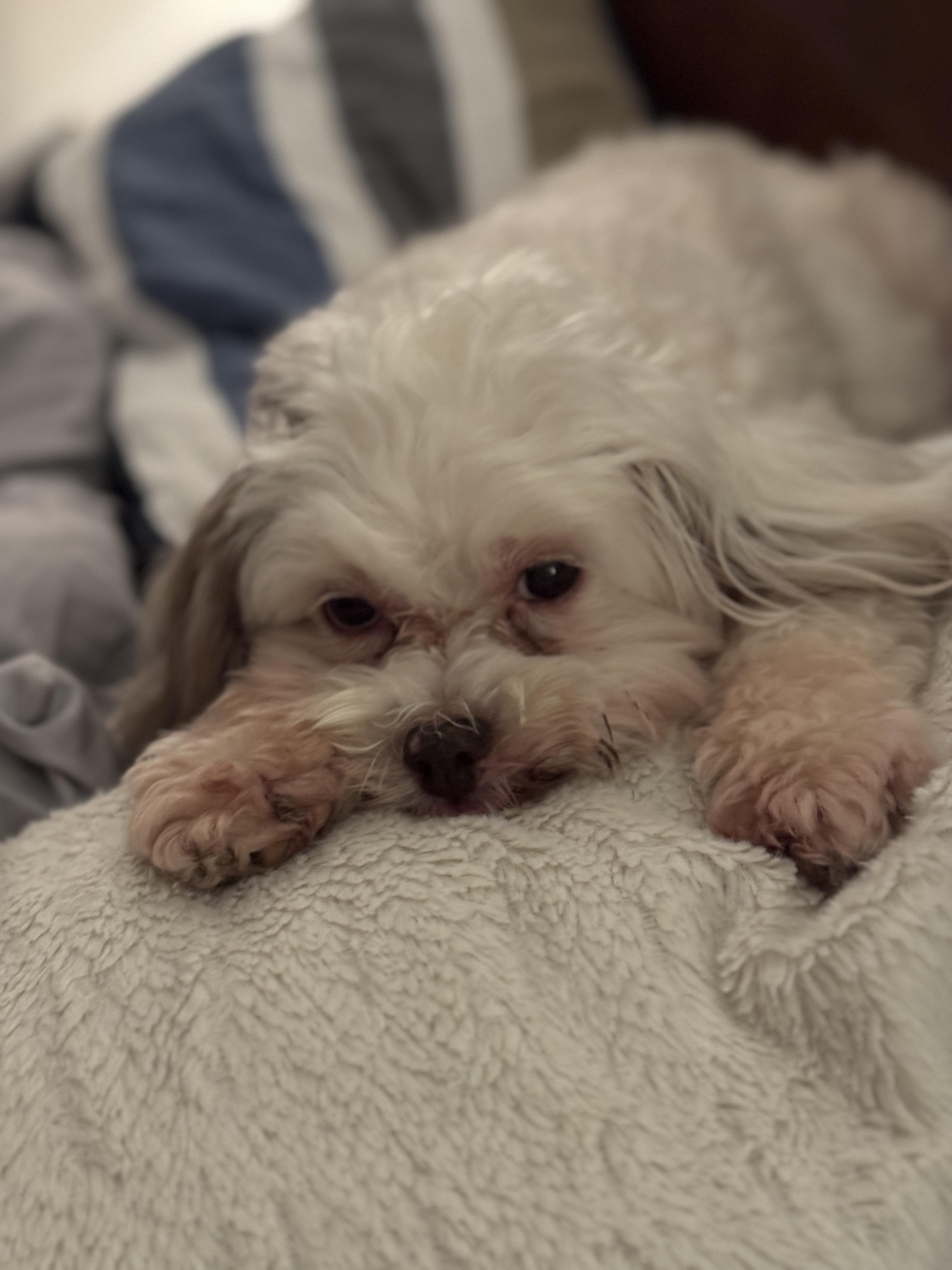 Enlarge Becca Grace, a Adopted mixed breed in Houston, TX image 5/5