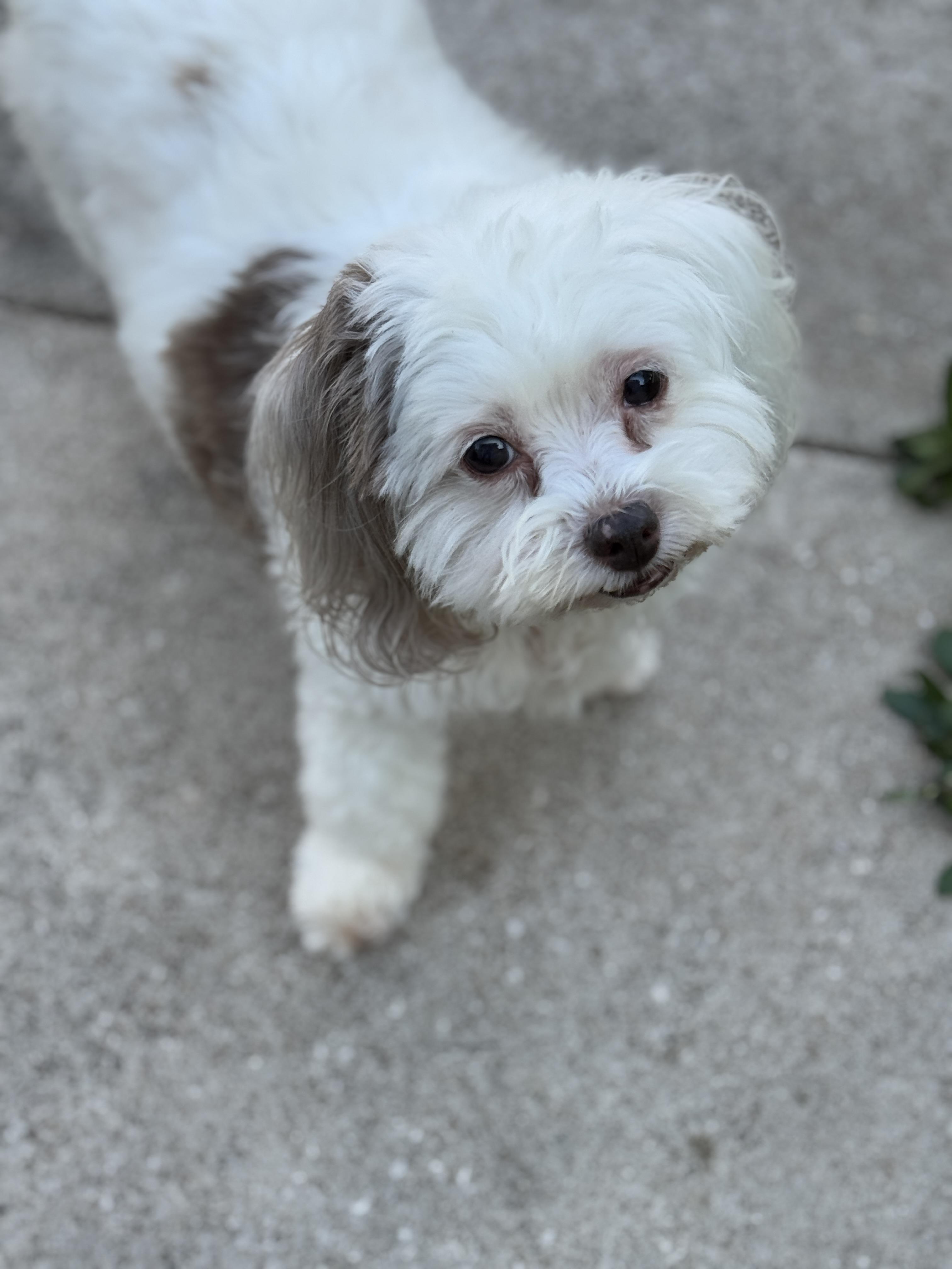 Enlarge Becca Grace, a Adopted mixed breed in Houston, TX image 2/5