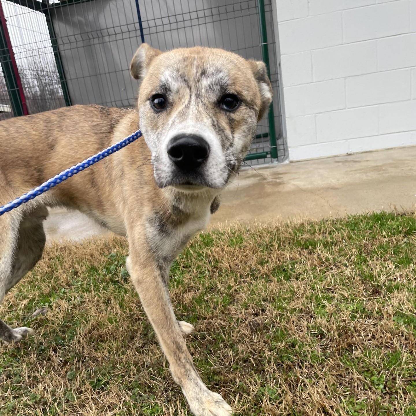 Ben15056A, ADOPTABLE, Adult Male Hound.