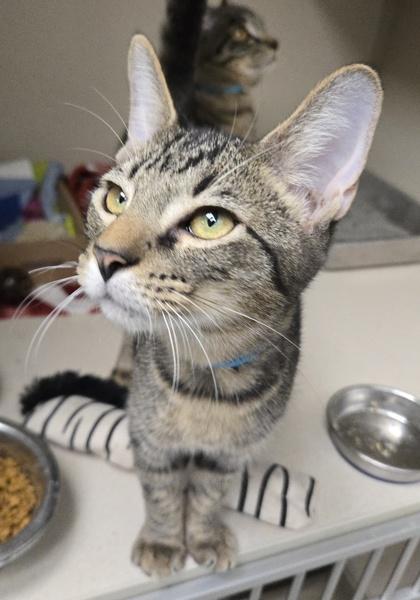 Dr. Finkelstein, Adoptable, Kitten Male Domestic Short Hair & Domestic Short Hair.