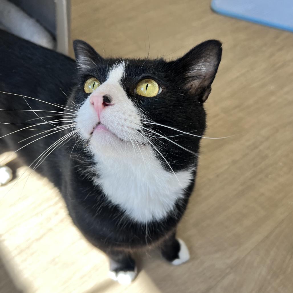 Troy, Adoptable, Adult Male Domestic Short Hair.