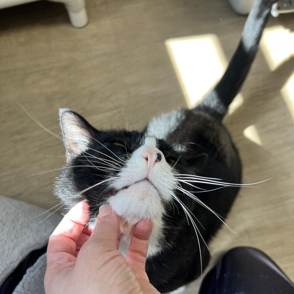 Enlarge Troy, a Adoptable Domestic Short Hair in Oneonta, NY image 2/6