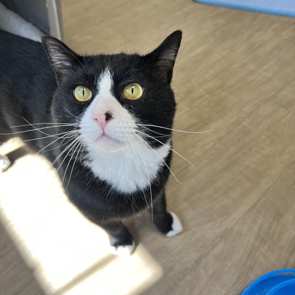 Enlarge Troy, a Adoptable Domestic Short Hair in Oneonta, NY image 3/6