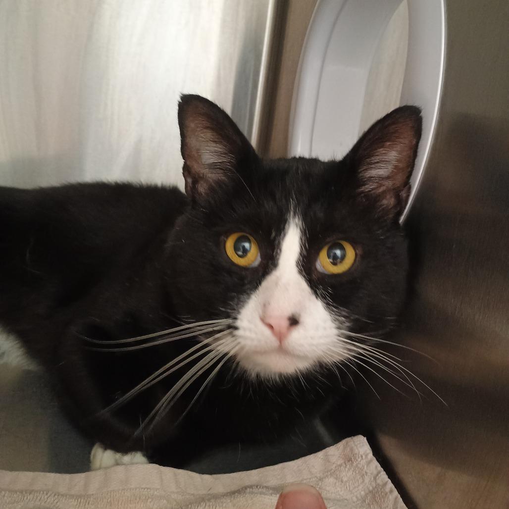 Enlarge Troy, a Adoptable Domestic Short Hair in Oneonta, NY image 4/6