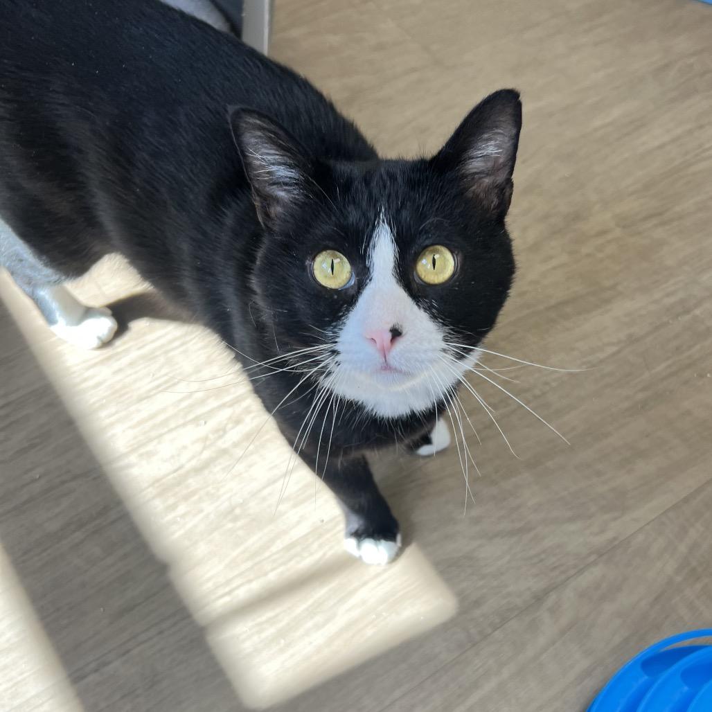 Enlarge Troy, a Adoptable Domestic Short Hair in Oneonta, NY image 5/6
