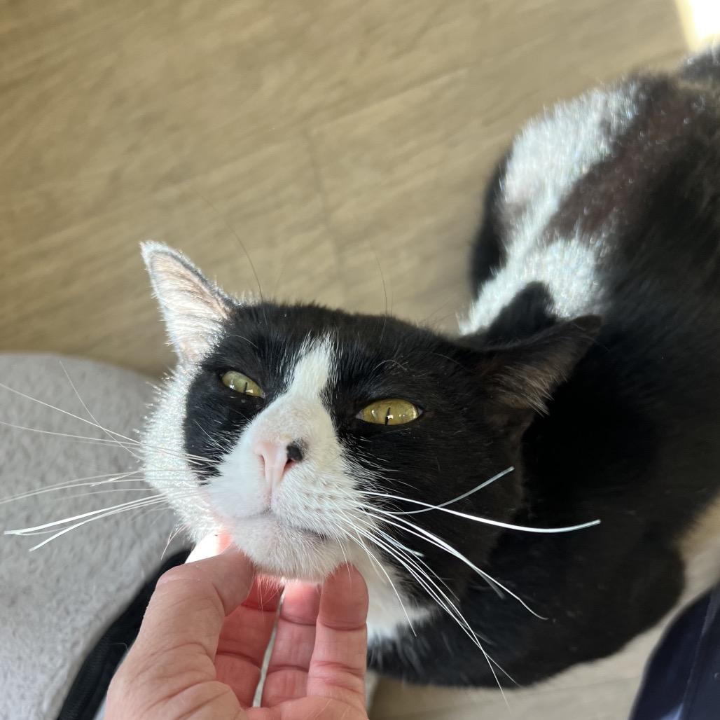 Enlarge Troy, a Adoptable Domestic Short Hair in Oneonta, NY image 6/6