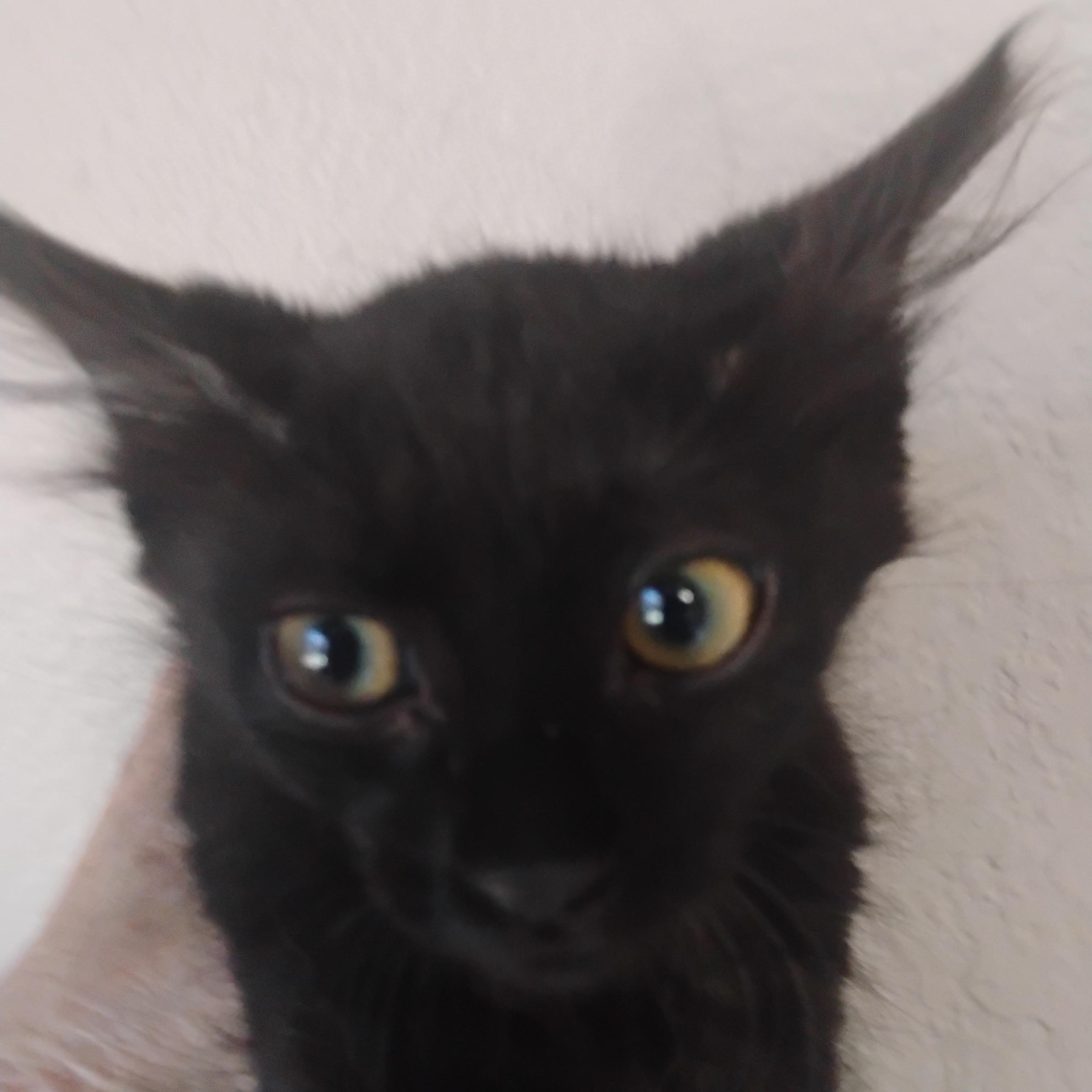 deja vu 2lb long hair f 2nd vacc, a ADOPTABLE Domestic Long Hair in Phoenix, AZ image 3/3