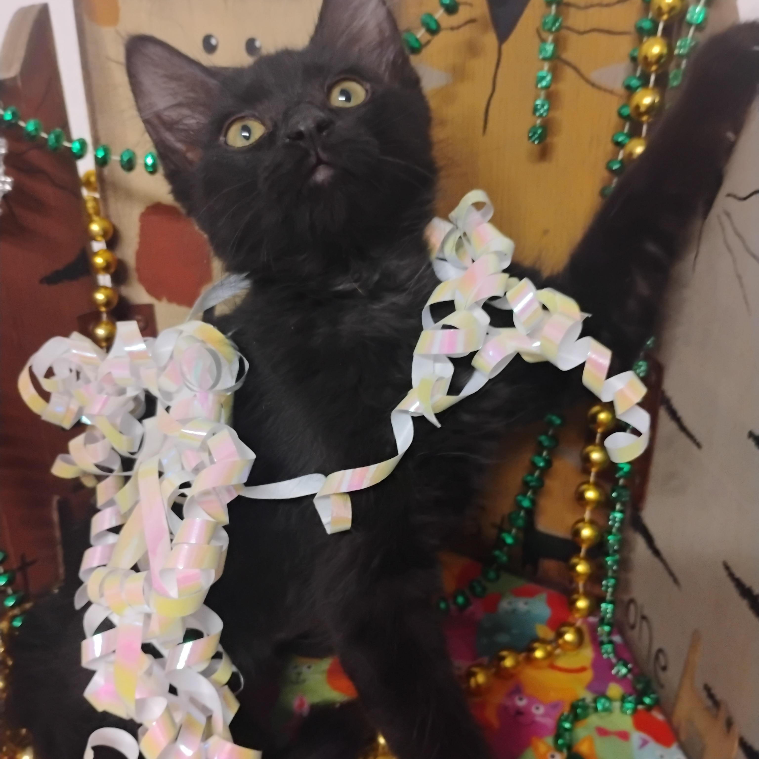 deja vu 2lb long hair f 2nd vacc, a ADOPTABLE Domestic Long Hair in Phoenix, AZ image 1/3