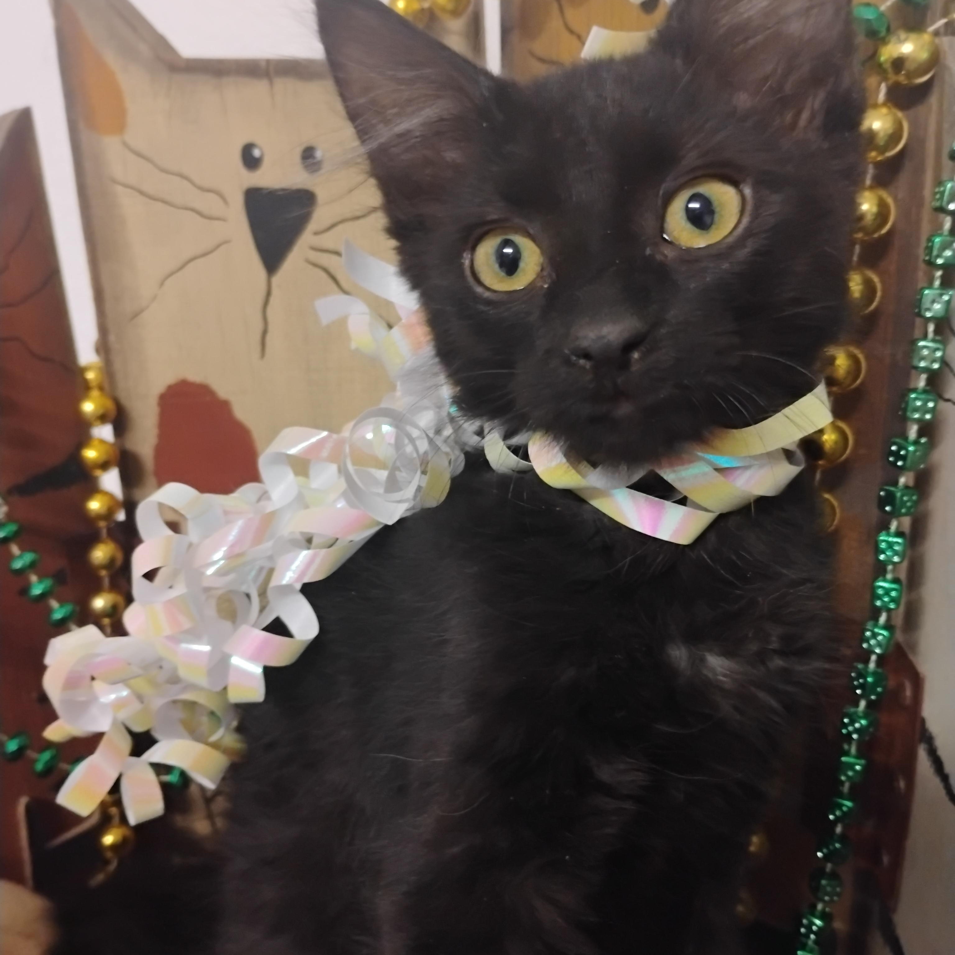 deja vu 2lb long hair f 2nd vacc, a ADOPTABLE Domestic Long Hair in Phoenix, AZ image 2/3