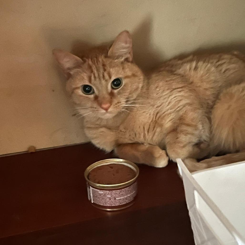 Enlarge Toribia, a Adoptable Domestic Short Hair in St. Paul, MN image 6/6