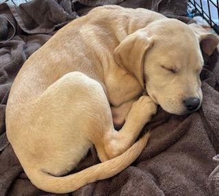 Vanilla Milkshake — thumbnail 2