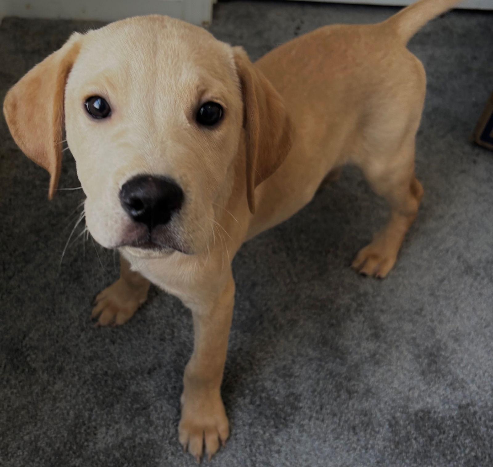 Vanilla Milkshake — thumbnail 3