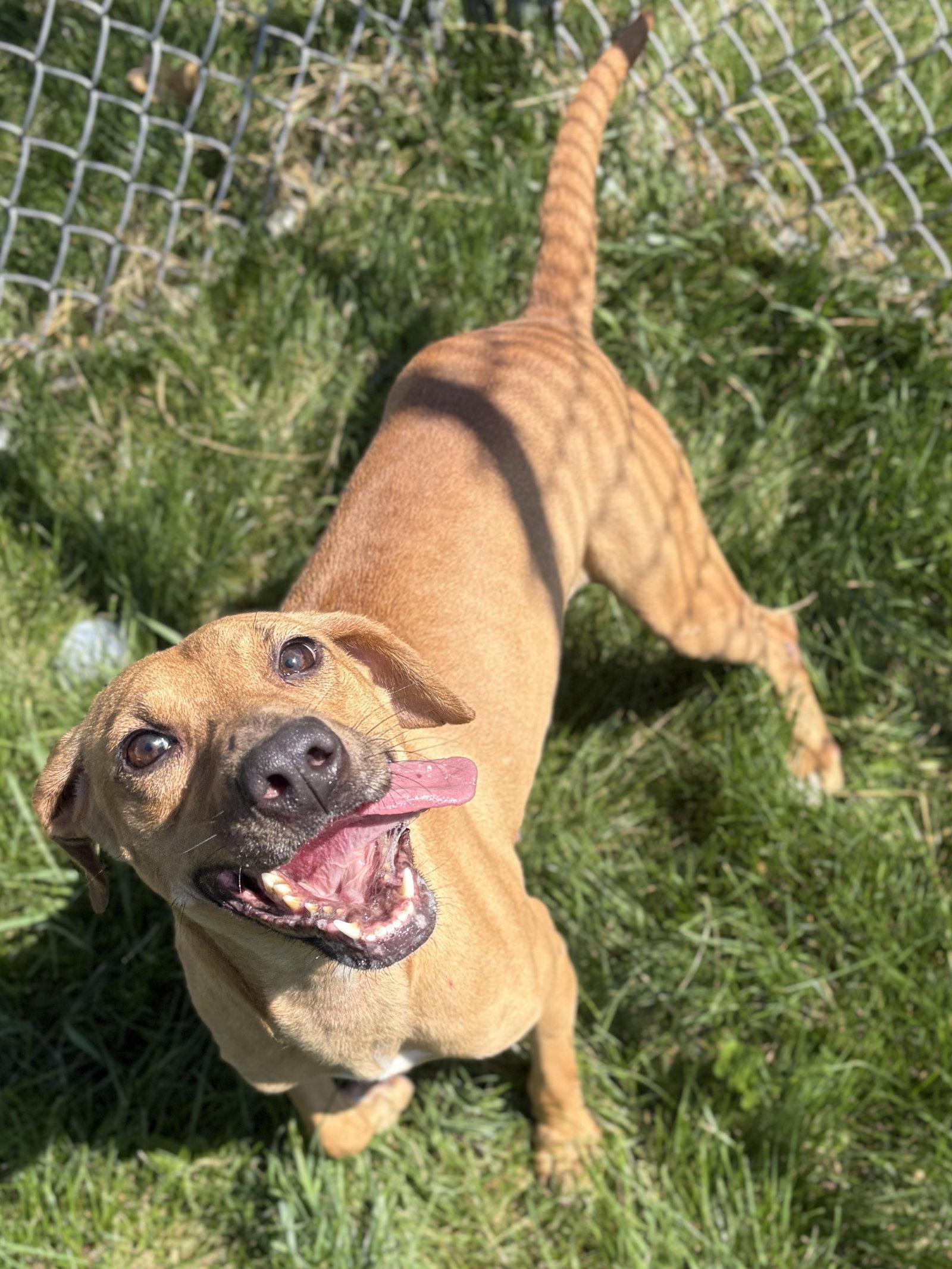 Enlarge Ave, a Adoptable mixed breed in Jefferson, WI image 4/4