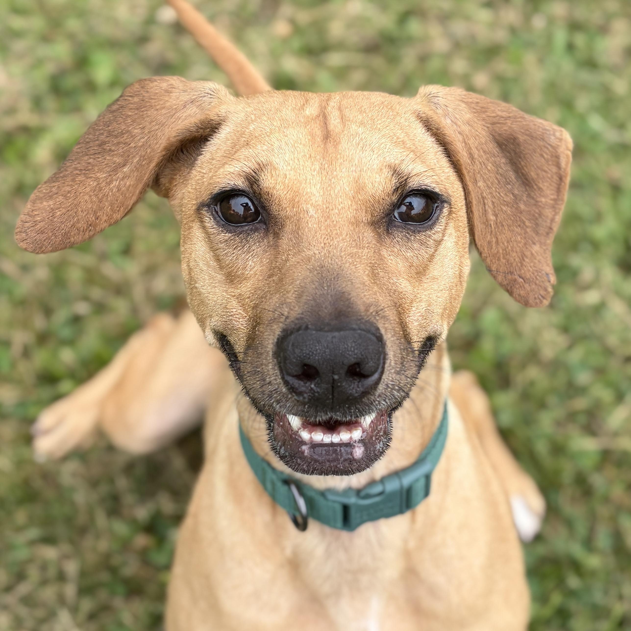 Ave, Adoptable, Adult Female Terrier.